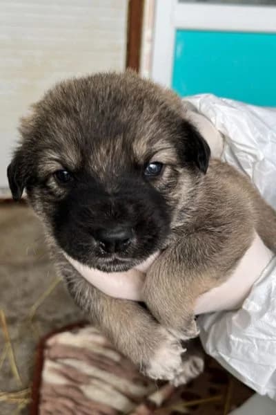 Dumbo, male puppy Mixed Breed for adoption at Hunderettung Europa e.V., Duisburg