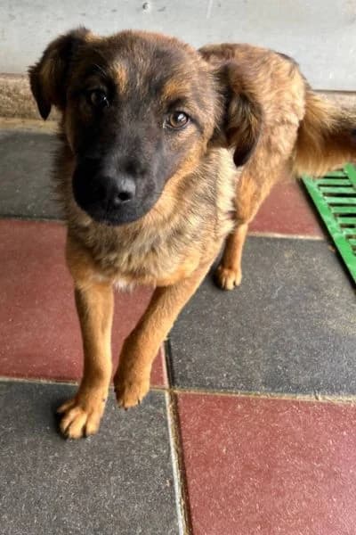 Sira, female young Mixed Breed for adoption at Hunderettung Europa e.V., Duisburg