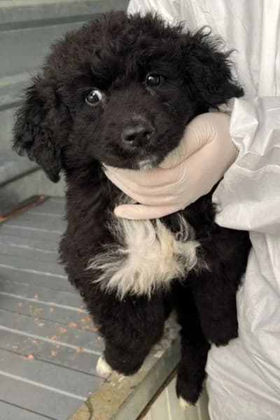Elanor, female puppy Mixed Breed for adoption at Hunderettung Europa e.V., Duisburg