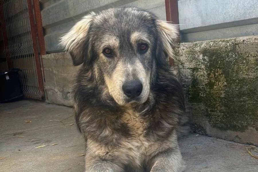 Moon, female young Mixed Breed for adoption at Hunderettung Europa e.V., Duisburg