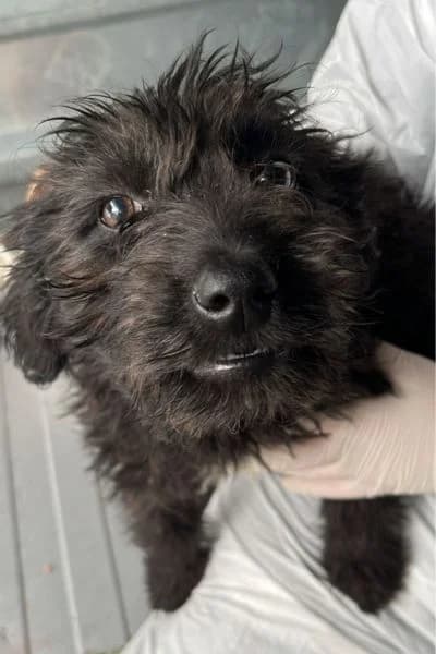 Torin, male puppy Mixed Breed for adoption at Hunderettung Europa e.V., Duisburg
