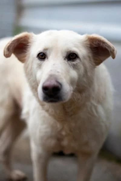 Milan, female senior Mixed Breed for adoption at Hunderettung Europa e.V., Duisburg