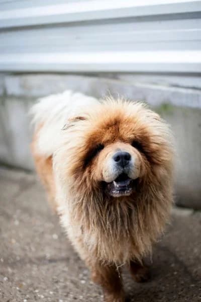 Chivas, female 3yo Mixed Breed for adoption at Hunderettung Europa e.V., Duisburg