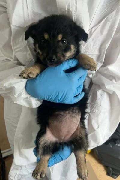 Kanga, female puppy Mixed Breed for adoption at Hunderettung Europa e.V., Duisburg