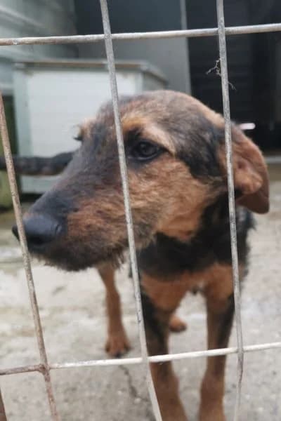 Fiona, Mixed Breed (Hunderettung Europa e.V.)