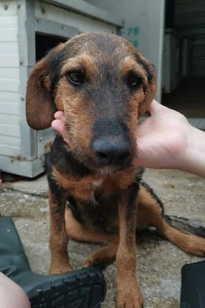 Fiona, female puppy Mixed Breed for adoption at Hunderettung Europa e.V., Duisburg