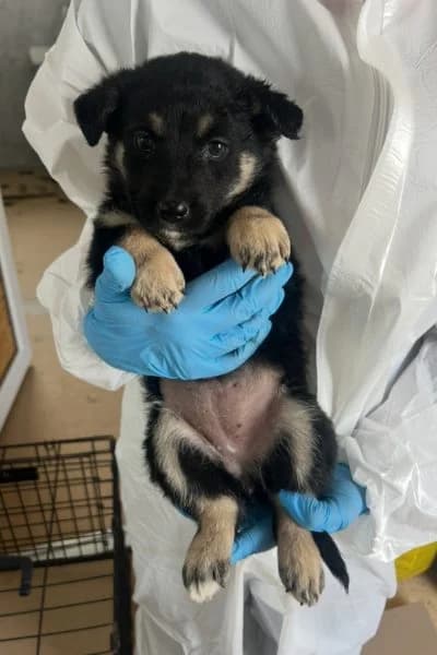 Roo, female puppy Mixed Breed for adoption at Hunderettung Europa e.V., Duisburg