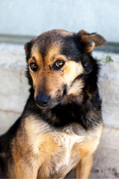 Pflegehund Fiene, female 6yo Mixed Breed for adoption at Hunderettung Europa e.V., Duisburg