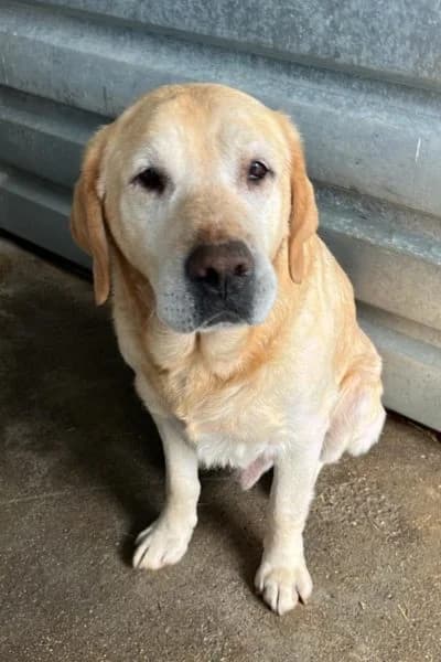 Bob, male senior Mixed Breed for adoption at Hunderettung Europa e.V., Duisburg