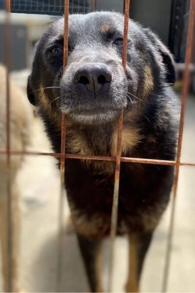 Jordy, male 4yo Mixed Breed for adoption at Hunderettung Europa e.V., Duisburg