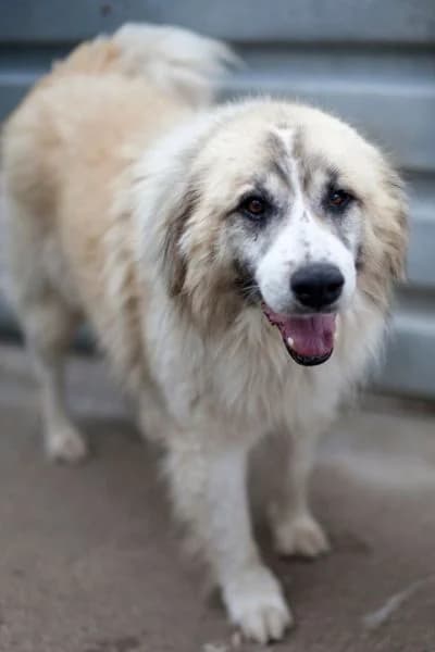 Manolo, female 7yo Mixed Breed for adoption at Hunderettung Europa e.V., Duisburg