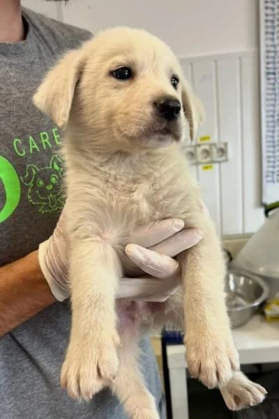 Haribo, male puppy Mixed Breed for adoption at Hunderettung Europa e.V., Duisburg