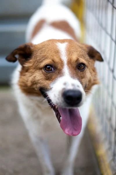 Paddington, female 5yo Mixed Breed for adoption at Hunderettung Europa e.V., Duisburg