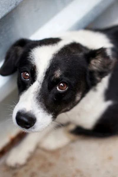Casper, female 3yo Mixed Breed for adoption at Hunderettung Europa e.V., Duisburg