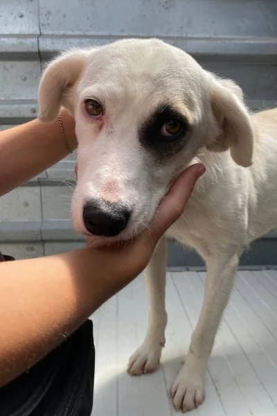 Romina, female 7yo Mixed Breed for adoption at Hunderettung Europa e.V., Duisburg