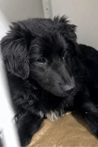 Lio, male young Mixed Breed for adoption at Hunderettung Europa e.V., Duisburg