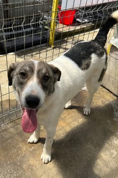 Charles, male young Mixed Breed for adoption at Hunderettung Europa e.V., Duisburg
