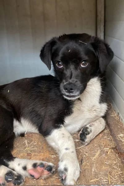 Pflegehund Gilbert, male young Mixed Breed for adoption at Hunderettung Europa e.V., Duisburg