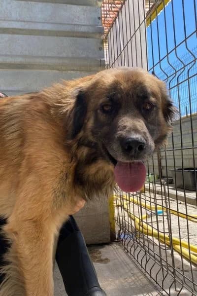 Gustav, female 6yo Mixed Breed for adoption at Hunderettung Europa e.V., Duisburg