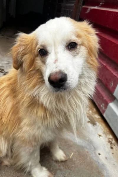 Pflegehund Marley, male 5yo Mixed Breed for adoption at Hunderettung Europa e.V., Duisburg