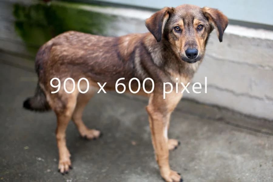 Wolke, Mixed Breed (Hunderettung Europa e.V.)