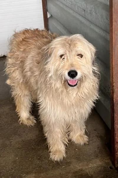 Wolke, female 7yo Mixed Breed for adoption at Hunderettung Europa e.V., Duisburg