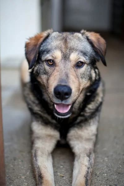 Pflegehund Ashka, female 5yo Mixed Breed for adoption at Hunderettung Europa e.V., Duisburg