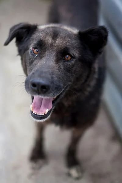 Campina, female 6yo Mixed Breed for adoption at Hunderettung Europa e.V., Duisburg