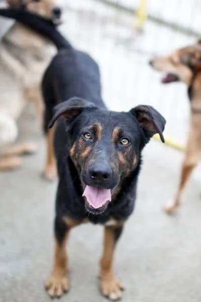 Kian, female 5yo Mixed Breed for adoption at Hunderettung Europa e.V., Duisburg