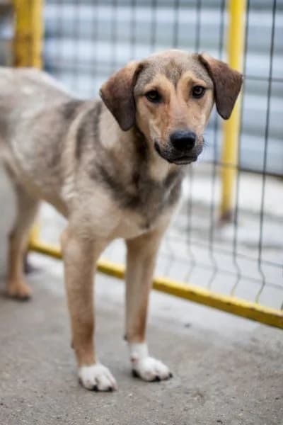 Jasmo, male young Mixed Breed for adoption at Hunderettung Europa e.V., Duisburg