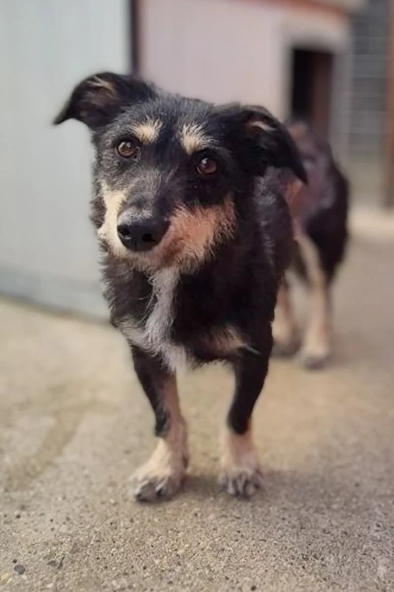 April, female young Mixed Breed for adoption at Hunderettung Europa e.V., Duisburg