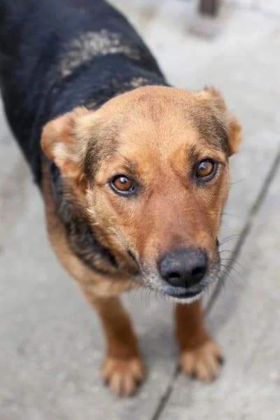Soraya, female senior Mixed Breed for adoption at Hunderettung Europa e.V., Duisburg