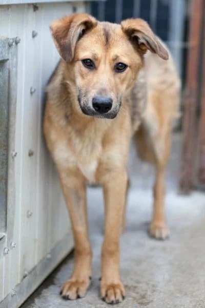 Goldie, female puppy Mixed Breed for adoption at Hunderettung Europa e.V., Duisburg