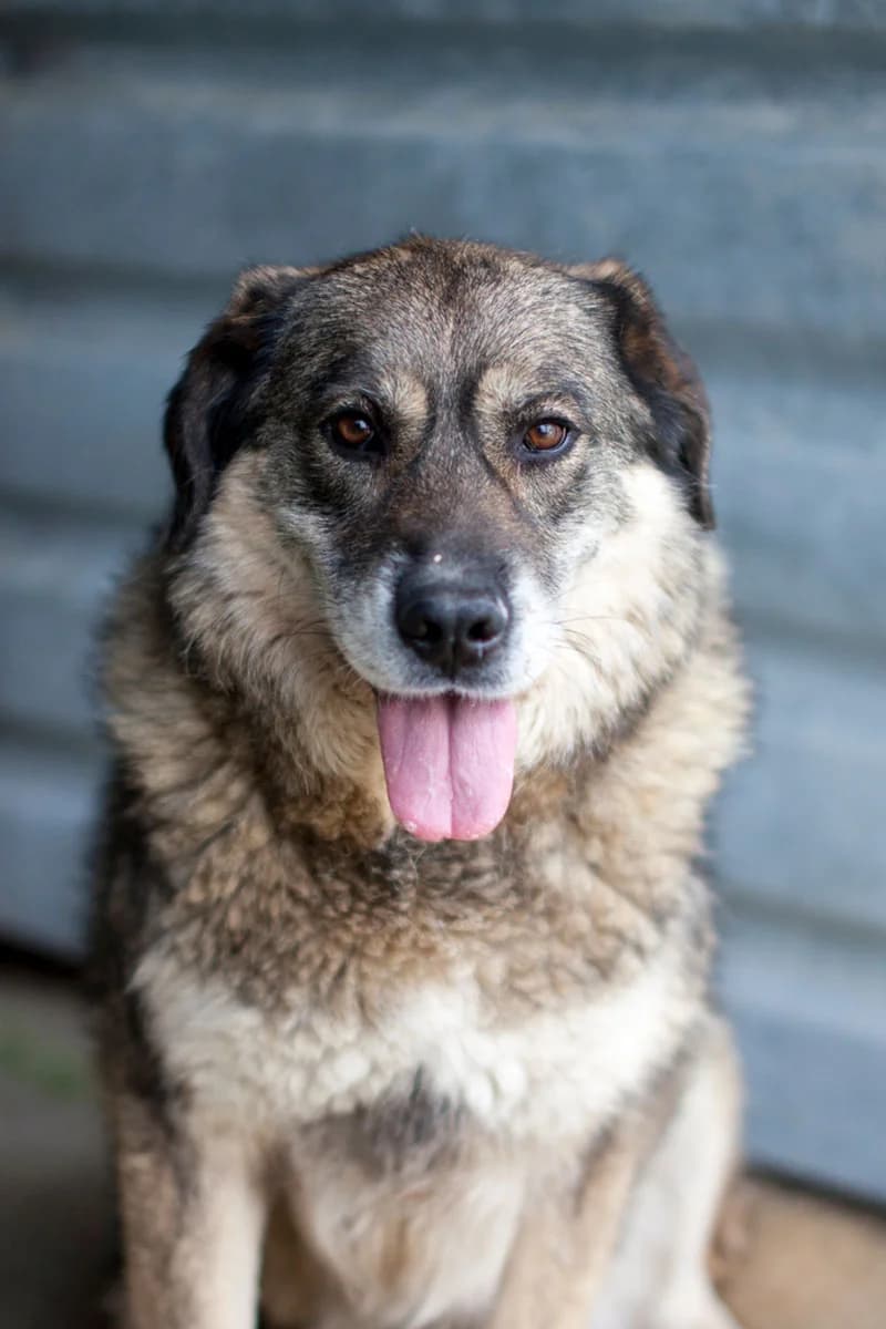 Sanya, female 7yo Mixed Breed for adoption at Hunderettung Europa e.V., Duisburg