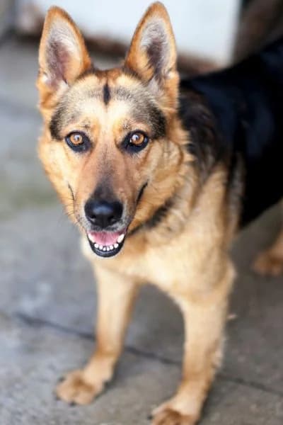 Asuna, female 6yo Mixed Breed for adoption at Hunderettung Europa e.V., Duisburg