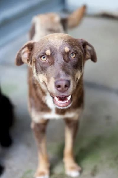 Bria, female young Mixed Breed for adoption at Hunderettung Europa e.V., Duisburg