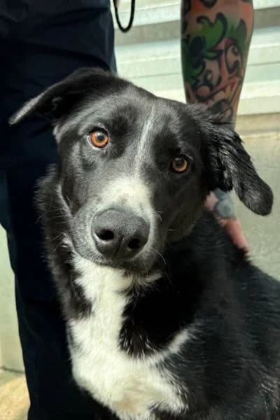 Oreo, male 5yo Mixed Breed for adoption at Hunderettung Europa e.V., Duisburg