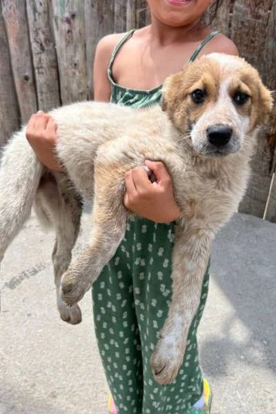 Raye, female puppy Mixed Breed for adoption at Hunderettung Europa e.V., Duisburg