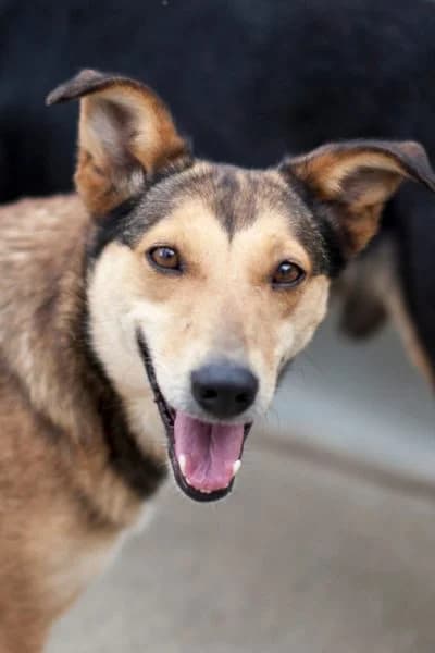 Amra, female 7yo Mixed Breed for adoption at Hunderettung Europa e.V., Duisburg