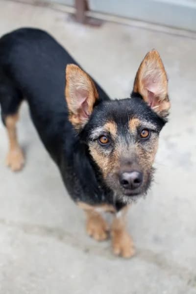 Liara, female young Mixed Breed for adoption at Hunderettung Europa e.V., Duisburg