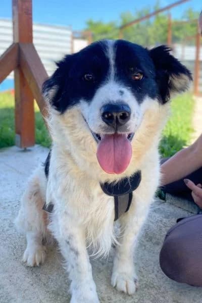 Findus, male 4yo Mixed Breed for adoption at Hunderettung Europa e.V., Duisburg