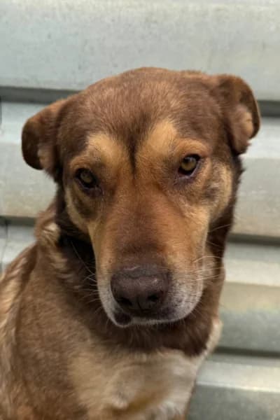 Polly, female senior Mixed Breed for adoption at Hunderettung Europa e.V., Duisburg