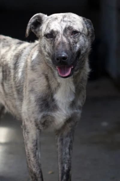 Rumi, grau female puppy Mixed Breed for adoption at Hunderettung Europa e.V., Duisburg