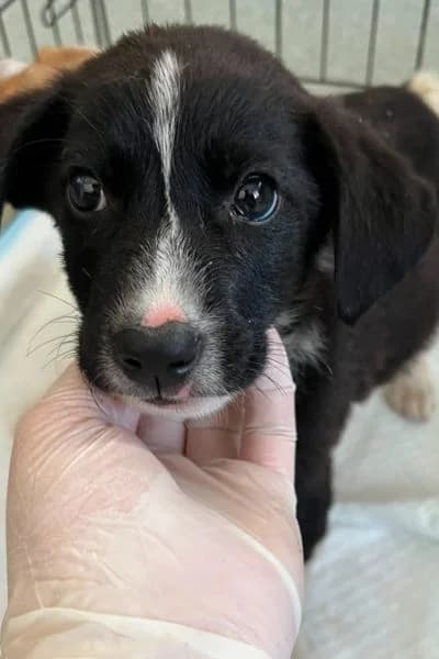 Amadeus, male puppy Mixed Breed for adoption at Hunderettung Europa e.V., Duisburg