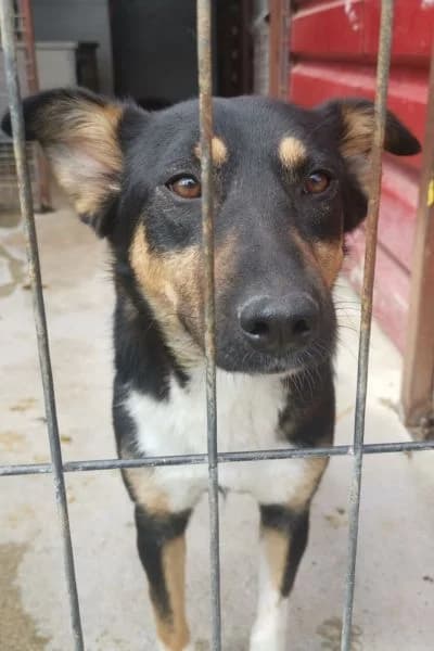 Yara, female young Mixed Breed for adoption at Hunderettung Europa e.V., Duisburg