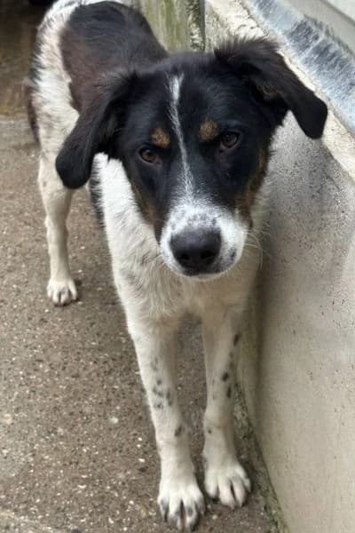 Luca, female 3yo Mixed Breed for adoption at Hunderettung Europa e.V., Duisburg
