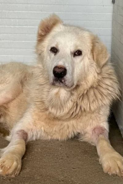Gandalf, female senior Mixed Breed for adoption at Hunderettung Europa e.V., Duisburg