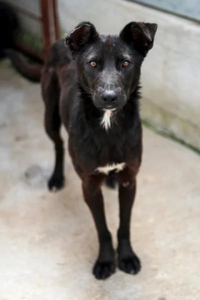 Finjo, female young Mixed Breed for adoption at Hunderettung Europa e.V., Duisburg