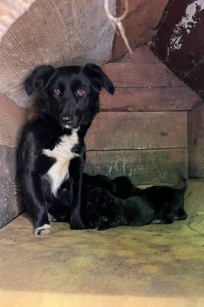 Cilia, female young Mixed Breed for adoption at Hunderettung Europa e.V., Duisburg