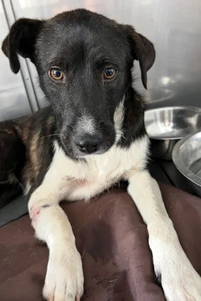 Lemmy, female puppy Mixed Breed for adoption at Hunderettung Europa e.V., Duisburg